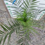Datľovník kanársky (Phoenix canariensis) - výška 40-60 cm, kont. C2L/C5L ( -6°C)